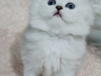 Scottish Straight Silver Long Ve Shorthair İki Erkek Yavru