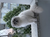 Scottish fold longhair güzel kızımız liva