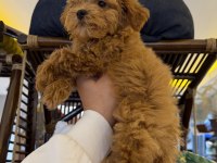 RED BROWN AŞILI KORE MALTİPOO WC PET EĞİTİMLİ