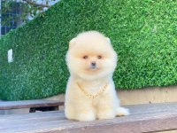 Pomeranian Boo