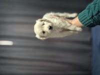 Maltipoo yavrum 55 günlük köpeğimiz