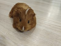 Ginepig Yavrumuz