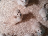 Bebek yüzlü bebek gibi golden retriever