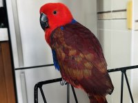 ECLECTUS PAPAĞANI