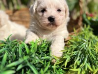 Kar beyaz Irk Garantili Maltese Terrier Yavrular