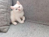 Güzel iran kedisi bebeğim