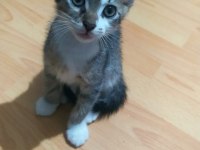 KEDİMİZ İÇİN LÜTFEN CİDDİ OLANLAR YAZSIN