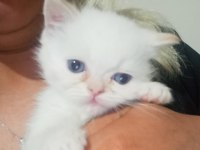 2 aylık red point mavi gözlü exotic shorthair