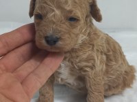 45 GUNLUK TOY POODLE YAVRULAR