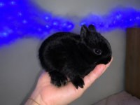 Mini Lop Cüce Tavşanlarımız