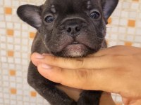Teslime hazır french bulldog yavruları