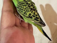 36 GÜNLÜK RENK GÜZELİ MUHABBET KUŞU BEBEK