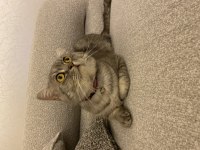 Erkek 1 yaşında British shorthair