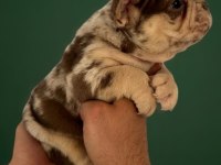 Mew Shade Rojo Merle and Tan Fluffy Carrier Erkek French