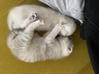 Antalya İçi Scottish Fold Sahiplendirme