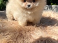 SAĞLIK VE IRK GARANTİLİ POMERANİAN BOO KÖPEĞİ