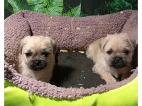 PUG MOPS MAL BEBEKLER