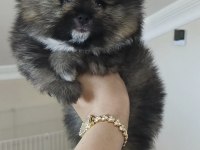 Pomeranian Köpeği