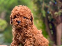 toy poodle 2 aylık