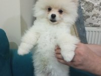 2,5 Aylık erkek safkan pomeranian boo