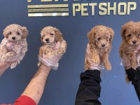 RET BROWN MALTİPOO YAVRULAR ŞAMPANYA MALTİPO YAVRULAR