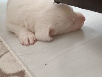 0 numara maltese terrier yavrusu