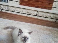 Safkan full şecereli anne babadan ragdoll erkek yavrumuz