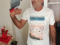 Konuşan full evcil Jako papağanı