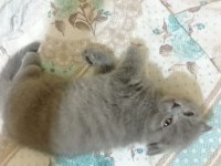 Scottish fold 2 aylık