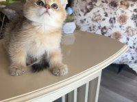 British shorthair golden ny25