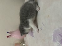 British Shorthair Minnoşlar