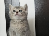 British shorthair blue golden ay11 erkek yavru