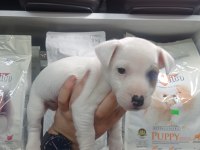 2 AYLIK ERKEK JACK RUSSELL
