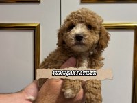 Orijinal Toy Poodle