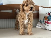 Petmode köpek çiftliğinde ziyarete açık maltipoo