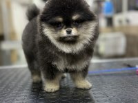 Black Tan Muazzam Renk ve Tüy Yapısı Pomeranian