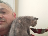 Scottish fold 3 aylık dişi