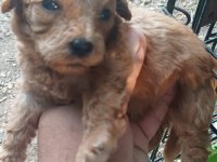 Maltipoo bebeklerimiz