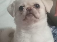 Yavru pekinez köpeğimiz