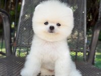 Irk ve sağlık garantili pomeranian boo bebekler