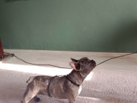 French Bulldog Blue