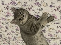 Erkek british shorthair 8-9 aylık