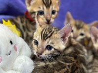 A KALİTE BENGAL KEDİLER