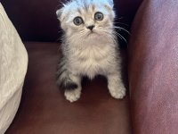 4 tane yavru var scottish fold british longhair