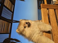 Ponçik Pomeranian Yeni Yuvasını Arıyor