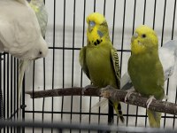 8 Erkek 1 Dişi Muhabbet Kuşu