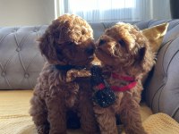 ŞİRİN SURAT MİNİK BOY TOY POODLE YAVRULAR