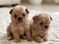 Korean Maltipoo harikaları