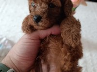 SAFKAN RED BROWN TOY POODLE YAVRULAR ÜST KALİTE