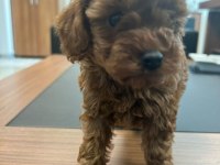 TOY POODLE RED BROWN